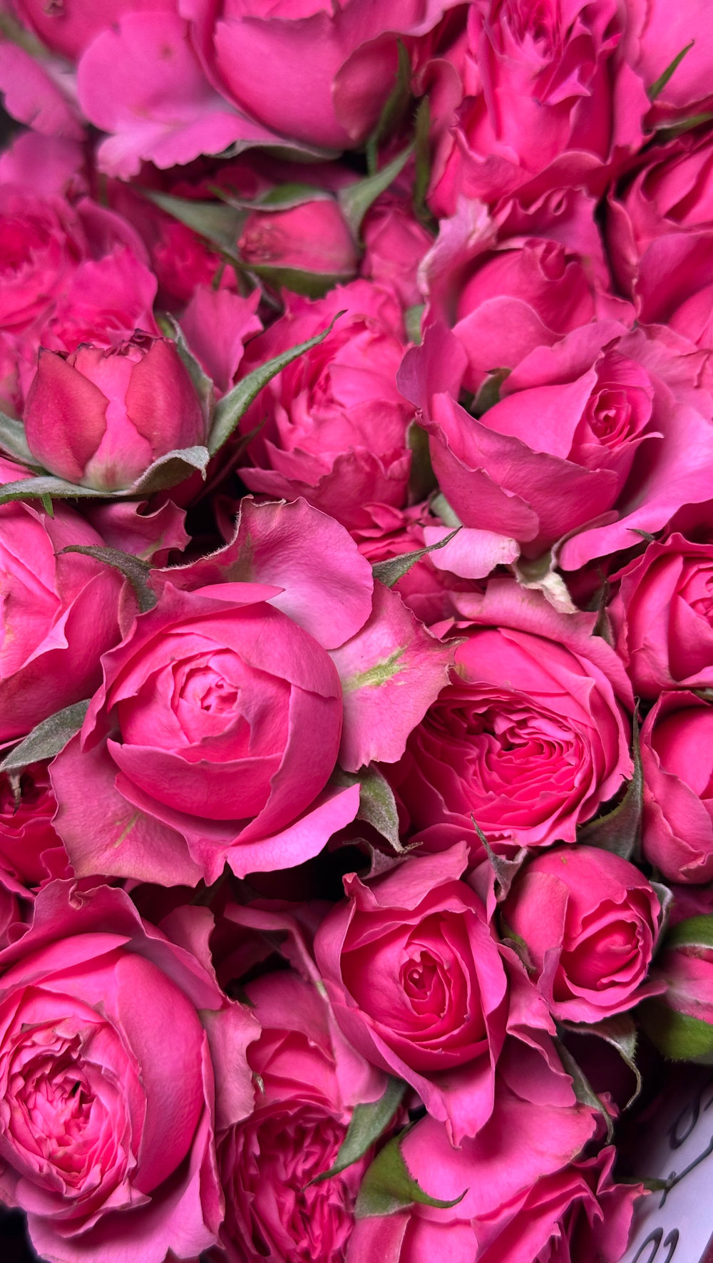 5 веточек в упаковке