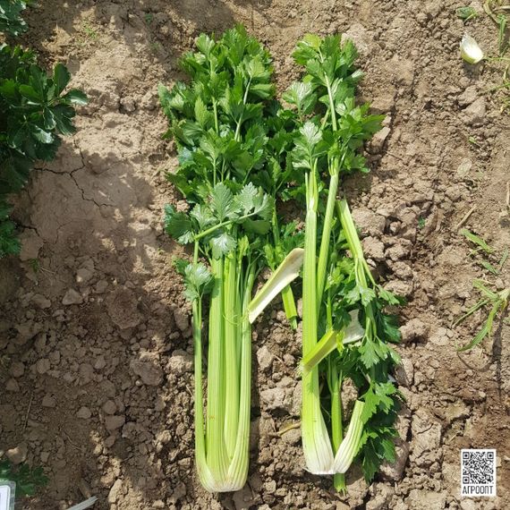 ТЕДЖАЛ F1 семена сельдерея (Rijk Zwaan | Alexagro)