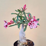 Адениум FYNEEN