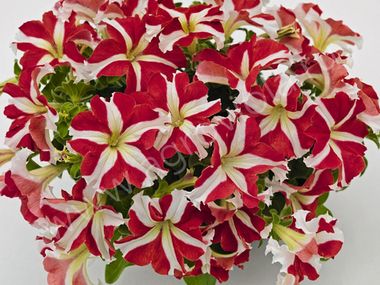 S60128 Петуния кустовая Grandiflora Succes!360* Red Star 10шт.