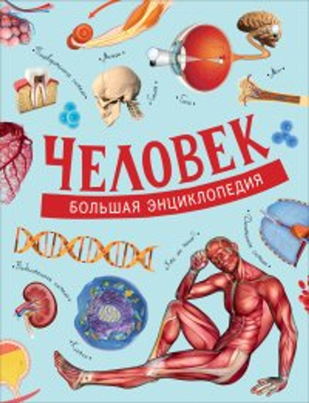 Д. Маттарэлли, Э. Пальяри, С. Папи и др. Человек. Большая энциклопедия И
