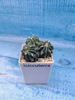 Stenocactus Coptonogonus (Стенокактус)