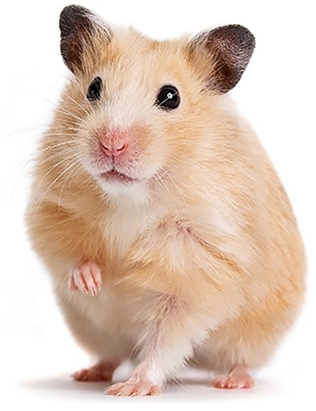 Как обустроить комфортный домик для хомяка Как обустроить комфортный домик для хомяка