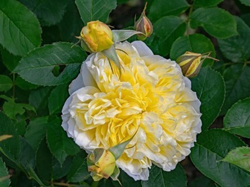 Роза шраб Пилигрим
