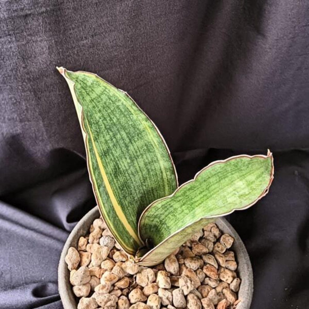Сансевиерия SCIMITARIFORMIS R944 VAR