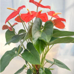 Антуриум Андре ATLAS