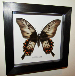 Бабочка Papilio ascalaphus самка в рамке