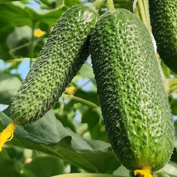 МОНОЛИТ F1 семена огурца Nunhems купить – фото 3