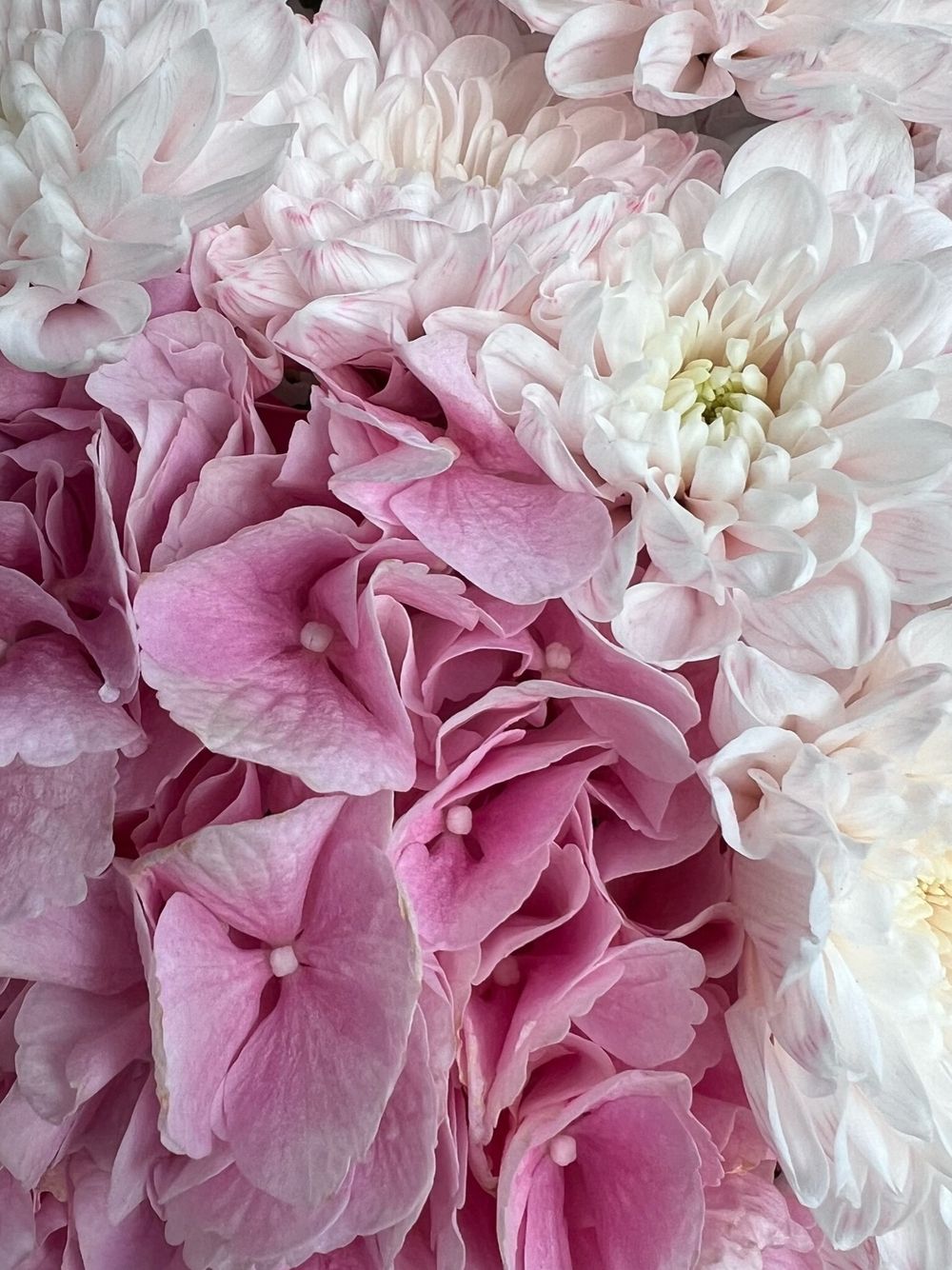 Сборный букет из гортензии и хризантемы