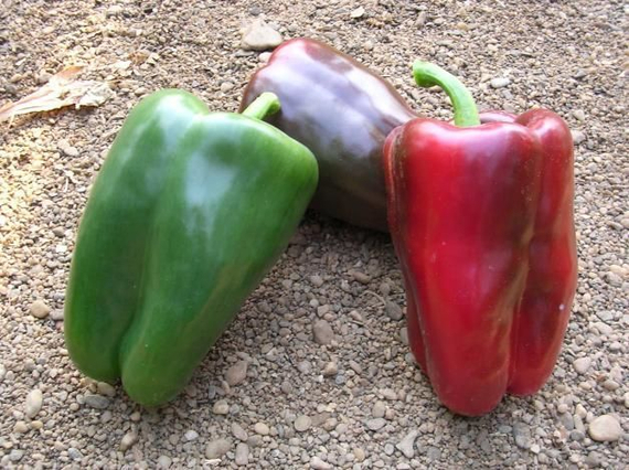 АДИГЕ F1 семена перца сладкого Sakata купить – фото 1