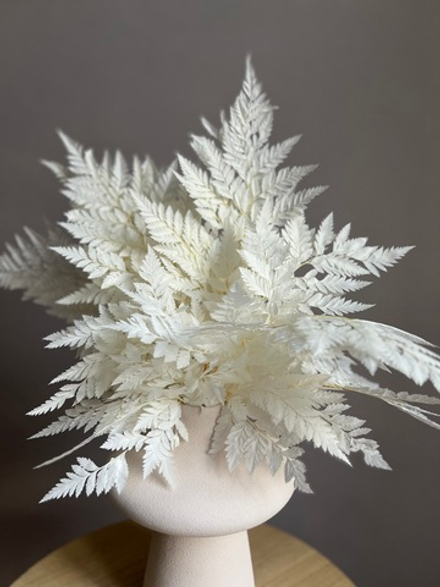 Папоротник белый