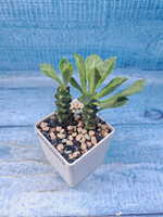 Monadenium Stapelioides (Монадемиум)