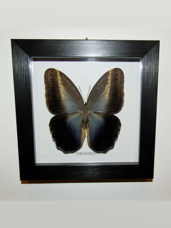 Бабочка Caligo placidianus в рамке