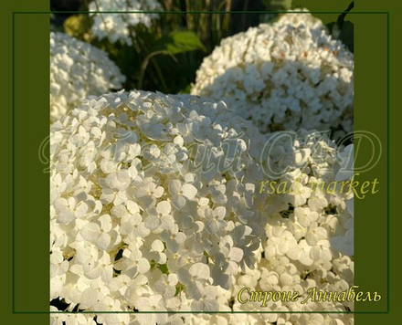 Гортензия древовидная Стронг Аннабель (Hydrangea arborescens `Strong Annabelle`)