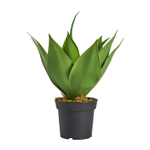 Искусственное растение LOTUS