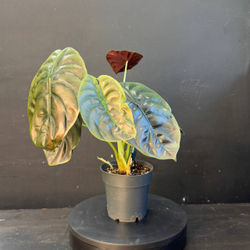 Алоказия (Alocasia)