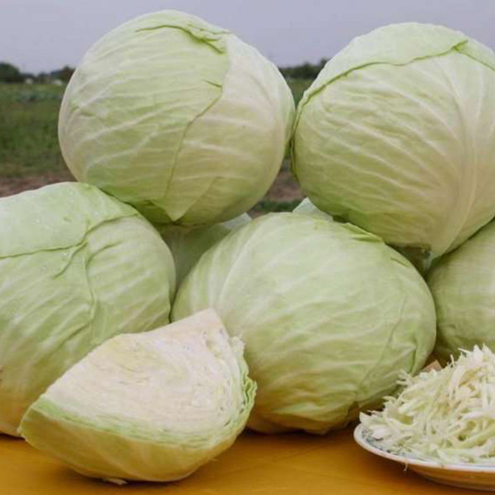 Капуста Слава 1305