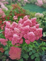 Гортензия метельчатая Петит Флори