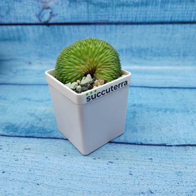 Mammillaria Spinosissima Un pico cristata (Маммилярия)