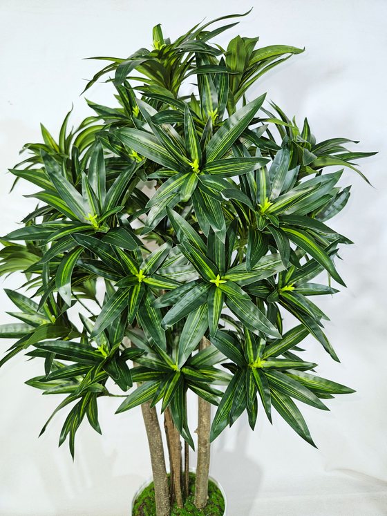 Драцена Рефлекса зеленая 90см в горшке