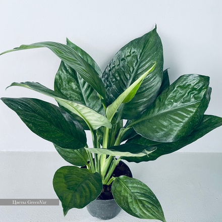 Спатифиллум Литл Гиант