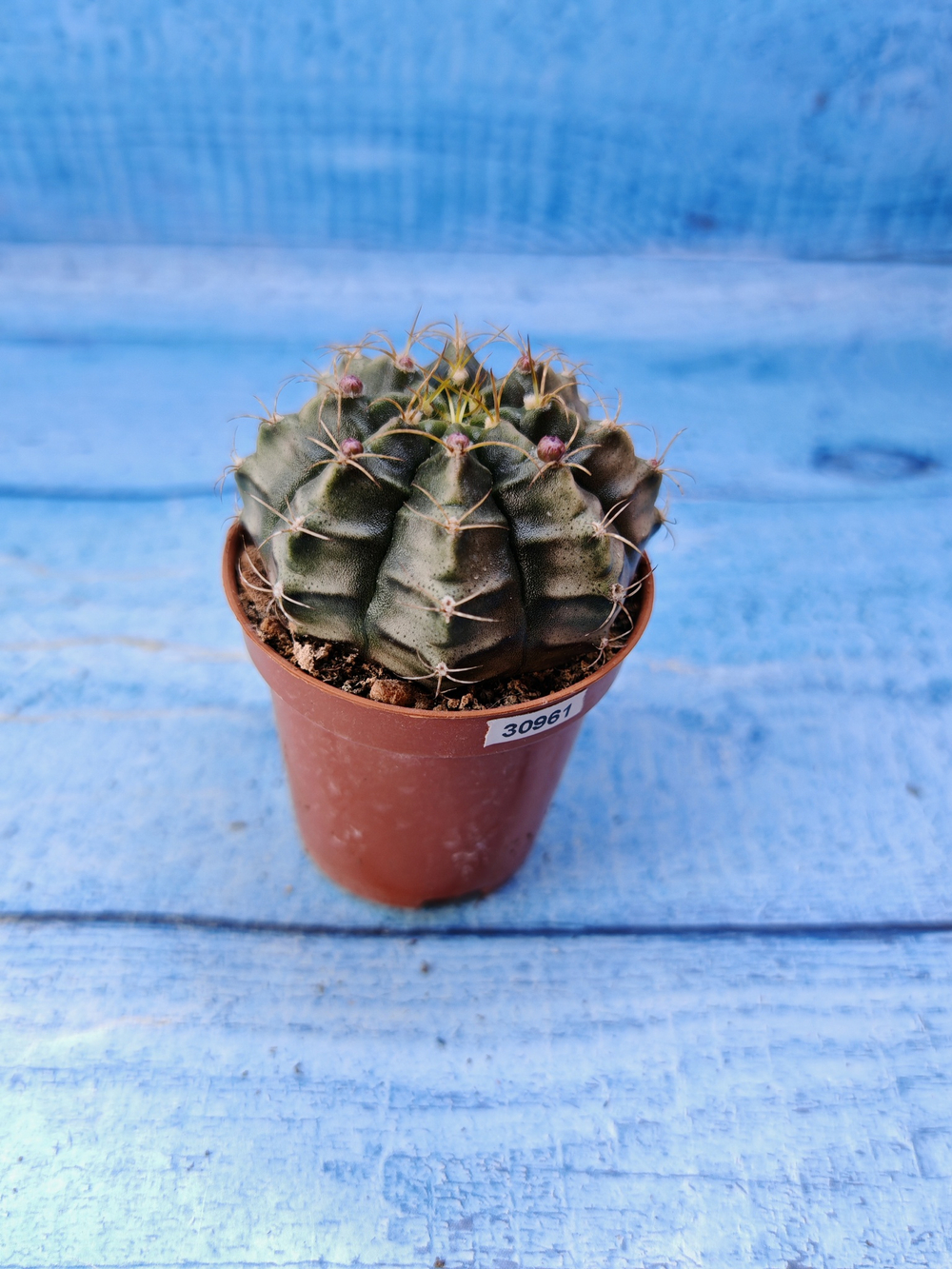 Gymnocalycium Friedrichii (Гимнокалициум)