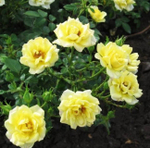 Роза почвокровная "Fairy Isles"