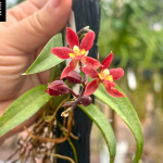 Орхидея RODRIDENIA WOON LENG'S RED GEM