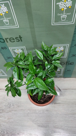 C. deliciosa × C. sinensis “Cadenera”