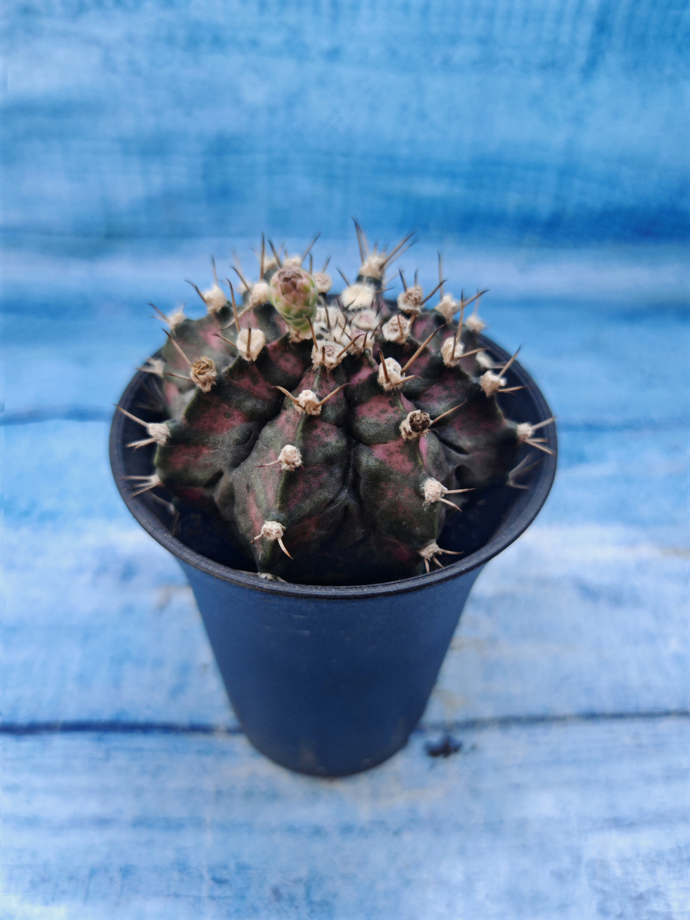 Gymnocalycium T-Rex Pink hybrid (Гимнокалициум T-rex)