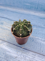 Gymnocalycium Friedrichii (Гимнокалициум)