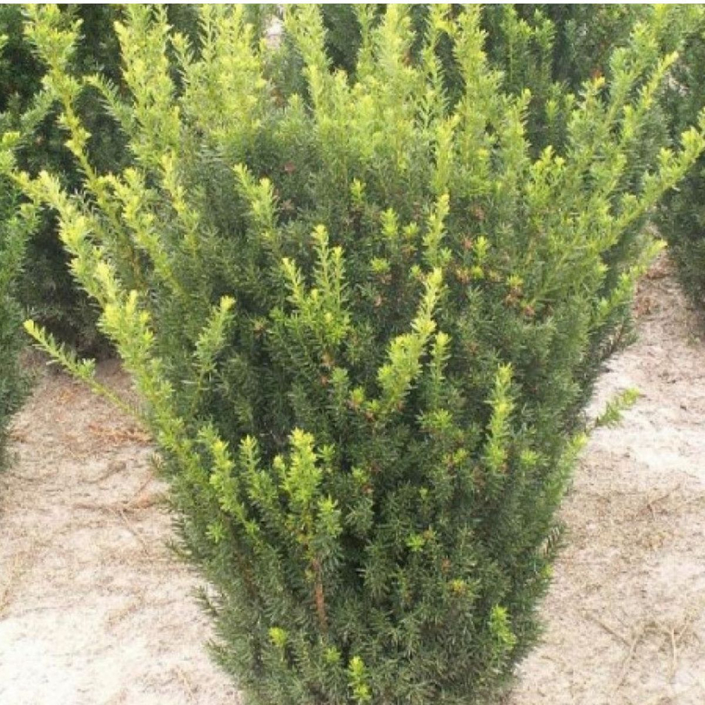 Тис средний Хилли С26 70-90