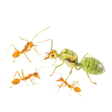 Муравьи Oecophylla smaragdina (Муравей-портной)