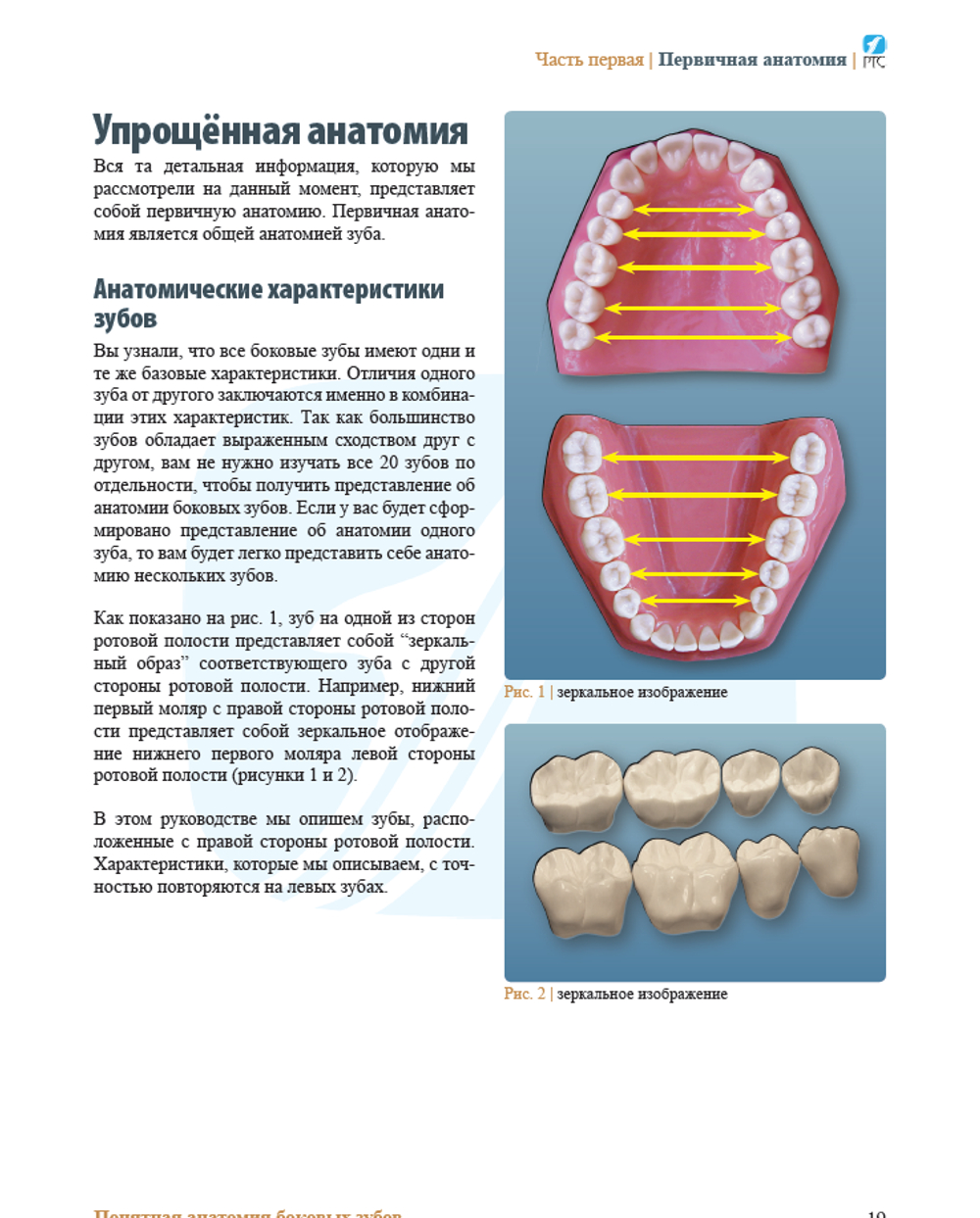 ПОПУЛЯРНАЯ АНАТОМИЯ БОКОВЫХ ЗУБОВ