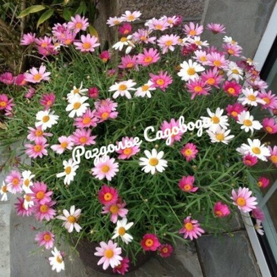 Аргирантемум (горшок 1л)