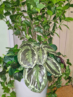 Бересклет с марантой в высоком белом кашпо