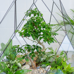 Готовый флорариум бонсай Лигуструм Фаберже с озером