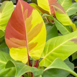 Филодендрон YELLOW FLAME