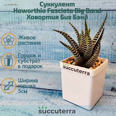 Haworthia Fasciata Big Band (Хавортия)