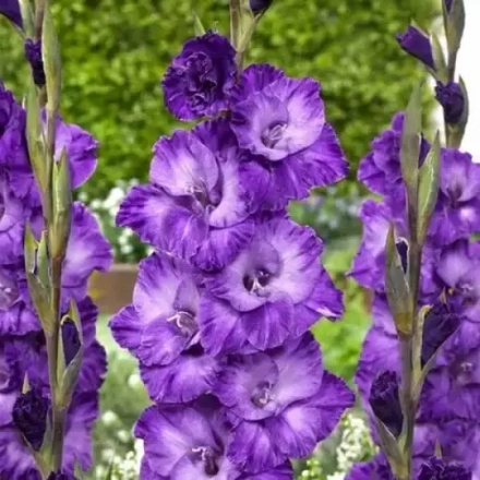 Гладиолус Куки (1 уп = 8 луковиц)
