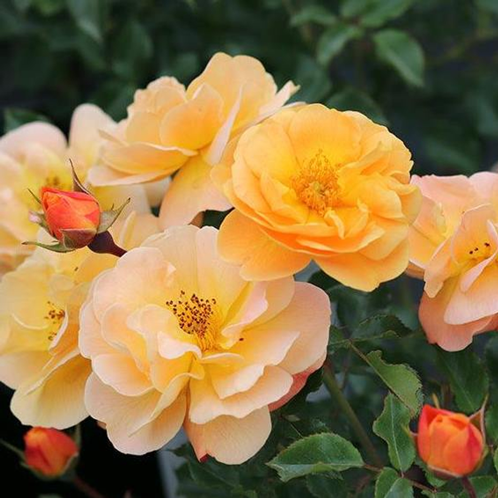 Роза Амбер Сан (канадская шраб) медно-желтая