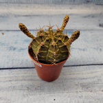 Gymnocalycium Friedrichii (Гимнокалициум)