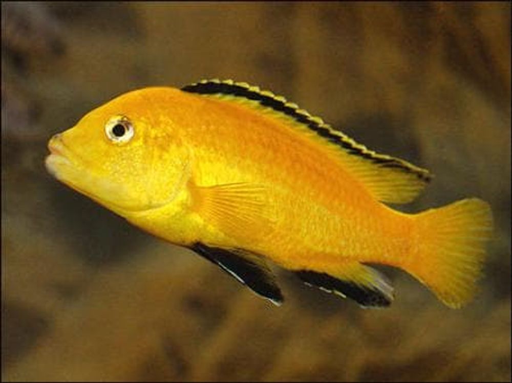 Лабидохромис церулиус-желтый, L (5501), Labidochromis caeruleus var. "Yellow"