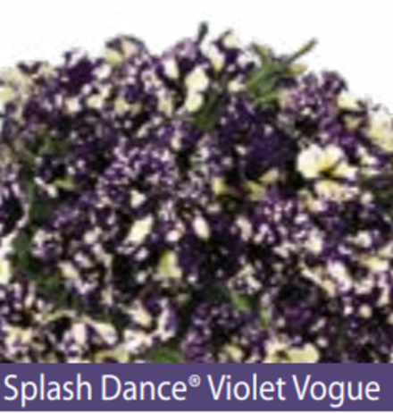 ЕВРО Petunia Splash Dance Violet Vogue укорененный черенок середина декабря 25