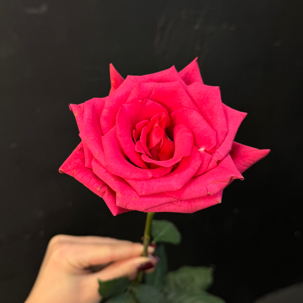 Роза hot explorer 60 см / 1 шт