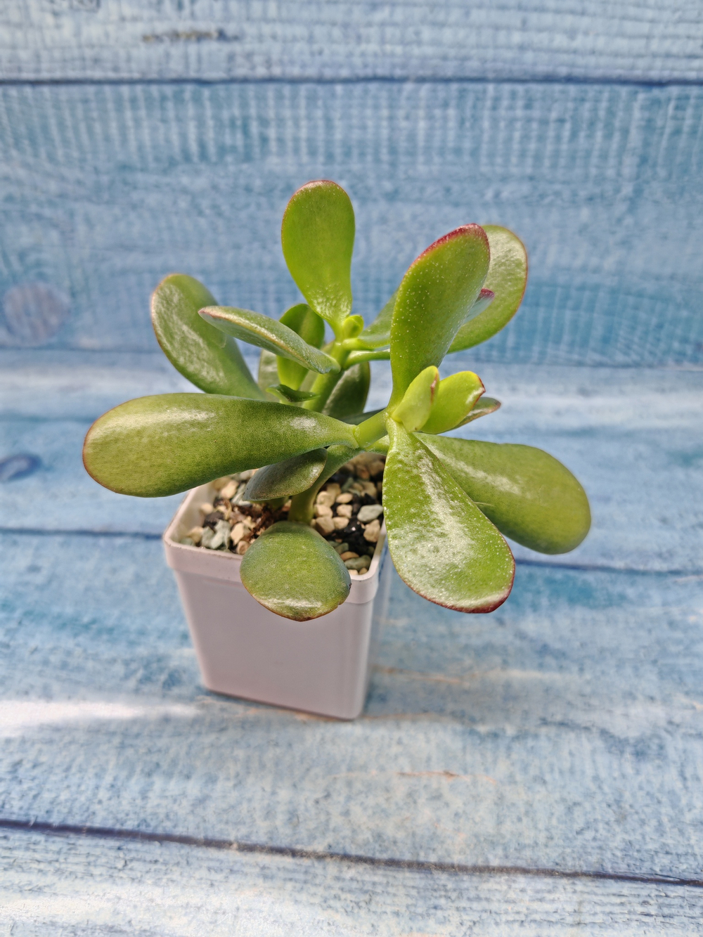 Crassula Ovata (Крассула)
