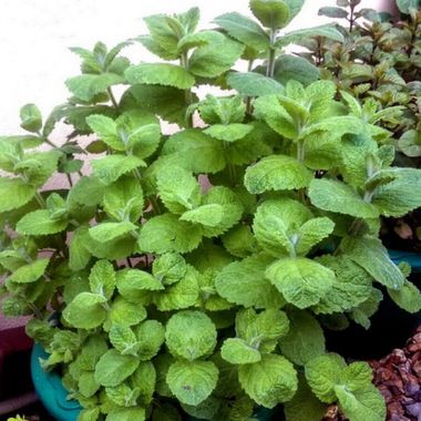 5015 Мята Pomo  (Весна 2026)