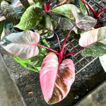 Филодендрон PRINCESS GALAXY