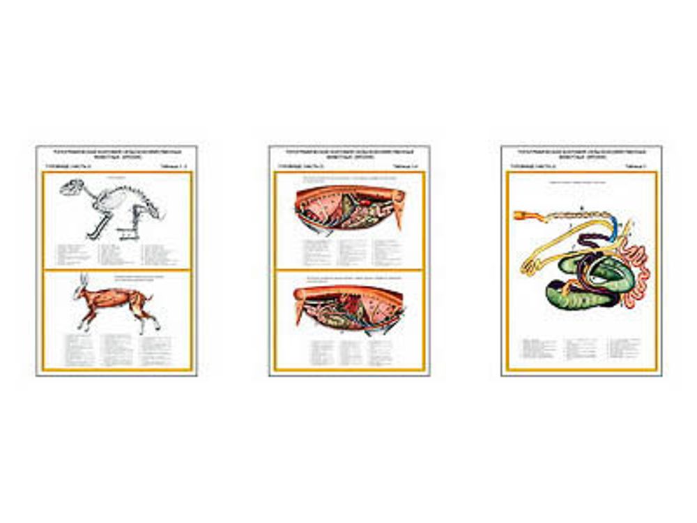 Плакаты ПРОФТЕХ &quot;Топограф. анатомия. Кролик. Туловище&quot; (3 пл, винил, 70х100)