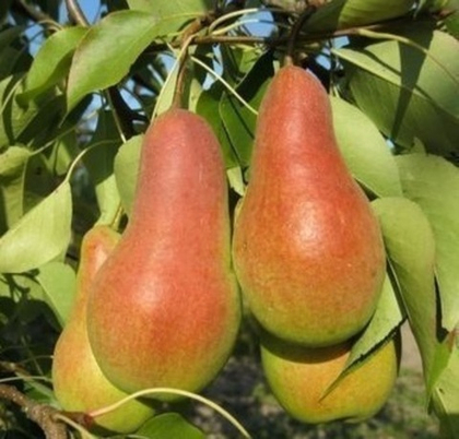 Груша Чудесница (ОКС)